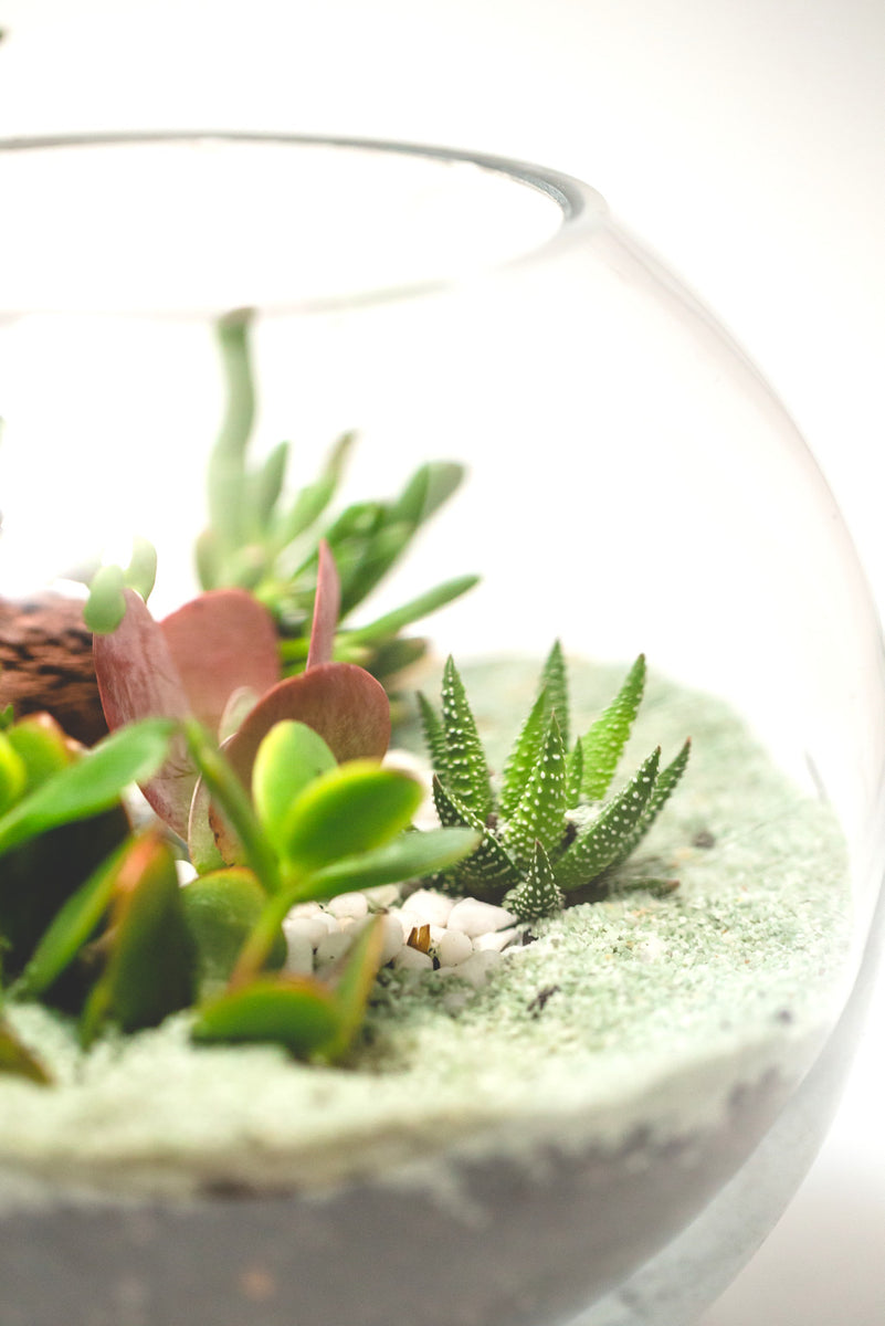 Why is Your Succulent Turning Purple? Lila’s Garden