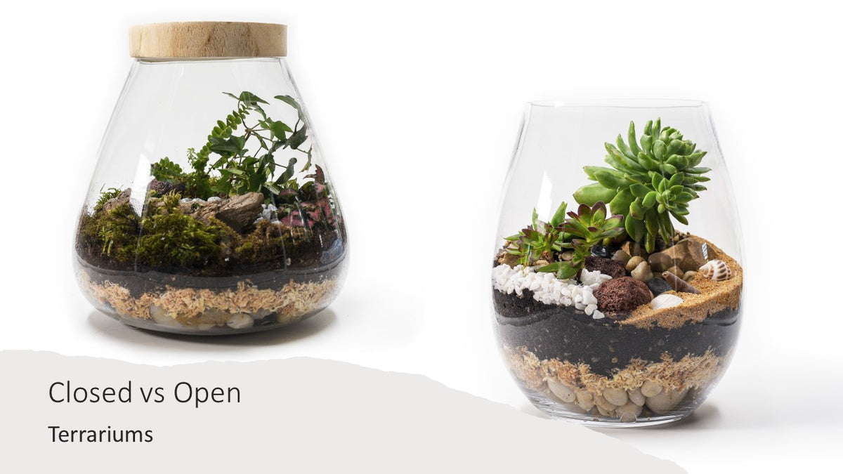 Closed Terrariums vs. Open Terrariums Learn the Key Differences