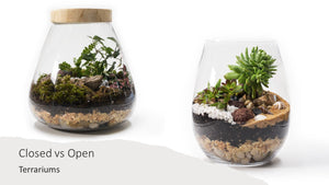 Closed Terrariums vs. Open Terrariums -  Learn the Key Differences
