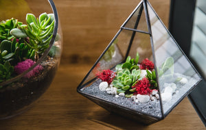 Everything to know about Terrariums