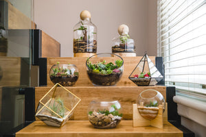 How to take care of terrariums?