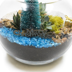 DIY Kit Christmas Succulent Terrarium