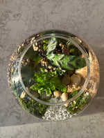 Load image into Gallery viewer, DIY Kit- Fishbowl Forest Closed Terrarium
