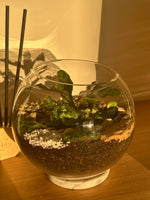 Load image into Gallery viewer, DIY Kit- Fishbowl Forest Closed Terrarium
