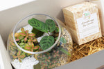 Load image into Gallery viewer, Forest Closed Terrarium Hamper with Aromatherapy - Trinity 2
