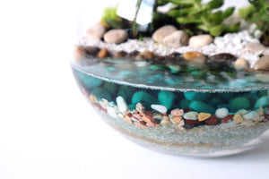 Water Featured - Colour Medium Fishbowl