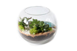 Load image into Gallery viewer, Water Featured - Colour Medium Fishbowl
