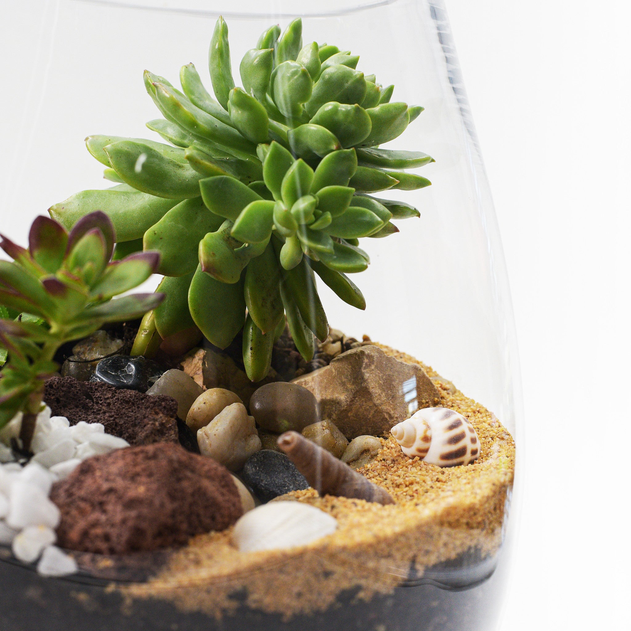 claire succulent Buy Medium Glass Claire Terrarium in Sydney – Lila's Garden