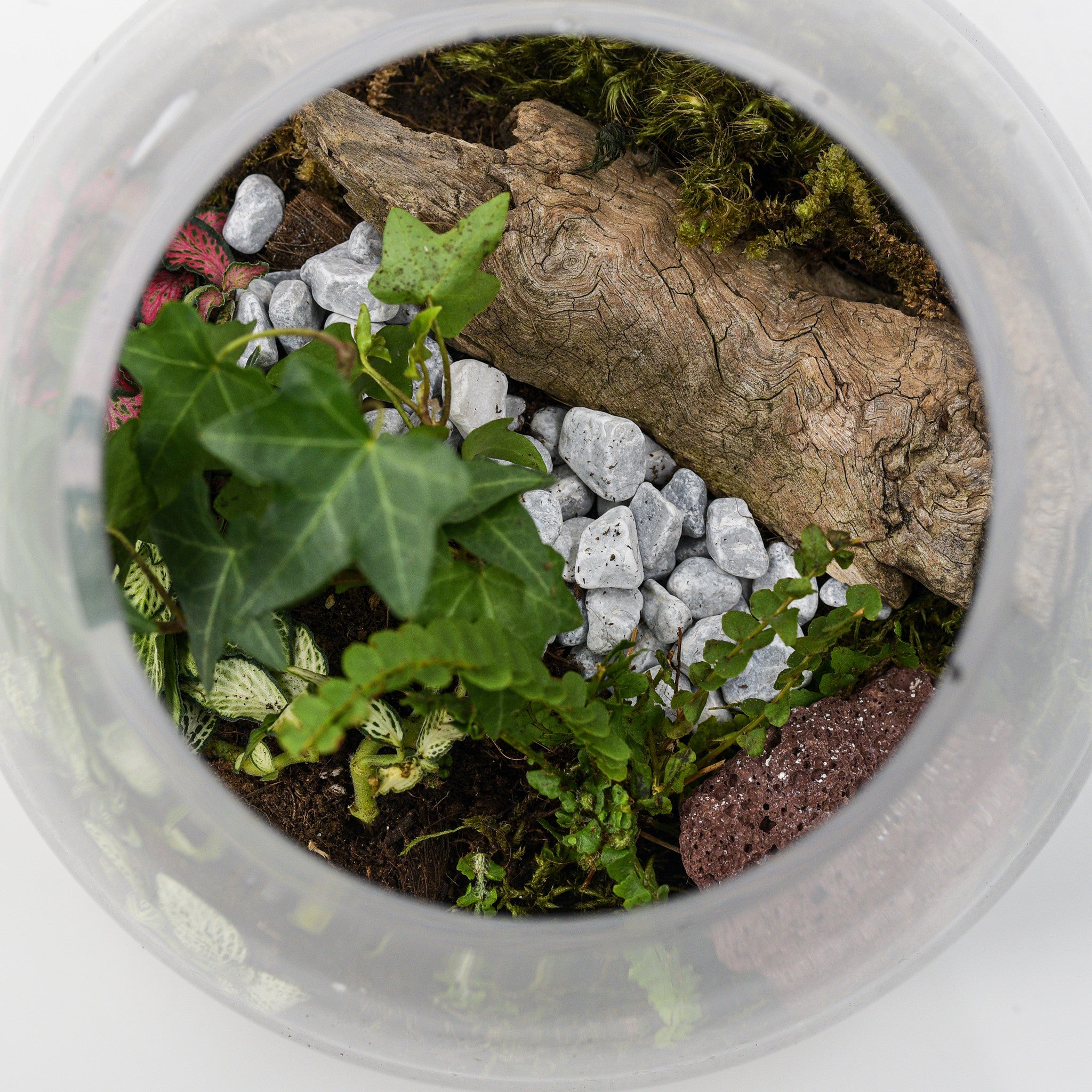 Wooden Lid Belly Vase Terrarium