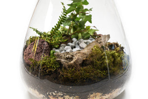 Wooden Lid Belly Vase Terrarium