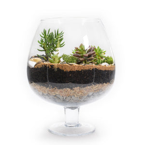 Brandy Balloon Vase Terrarium