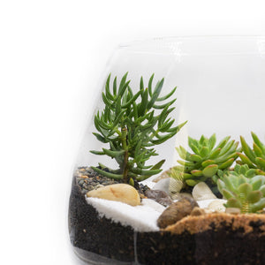 Brandy Balloon Vase Terrarium