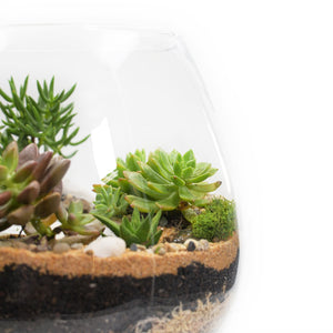 Brandy Balloon Vase Terrarium