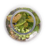 Load image into Gallery viewer, Large Glass Ball Closed Terrarium
