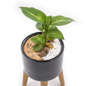 Wooden Leg Succulent Pot