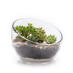 Load image into Gallery viewer, Small Diagonal Glass Cut Terrarium

