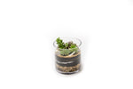 Load image into Gallery viewer, Cylinder Succulent Terrarium
