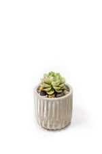 Load image into Gallery viewer, Mini Succulent Cupcakes
