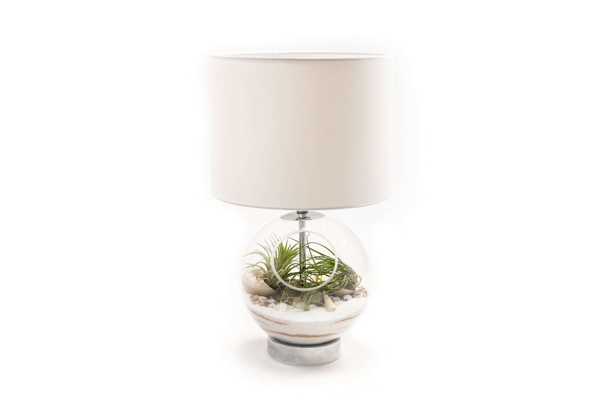Air Plants in a Lamp