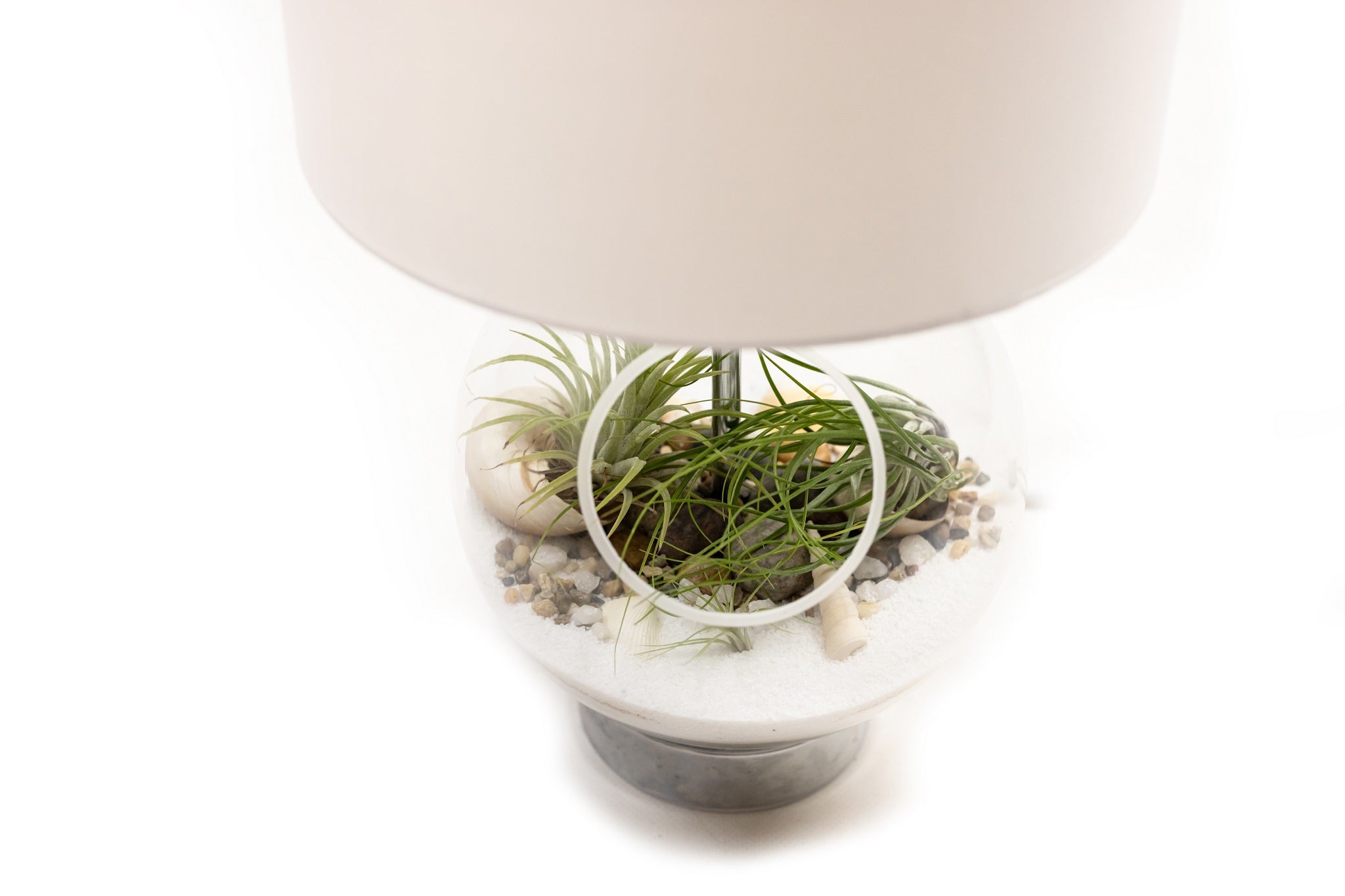 Air Plants in a Lamp