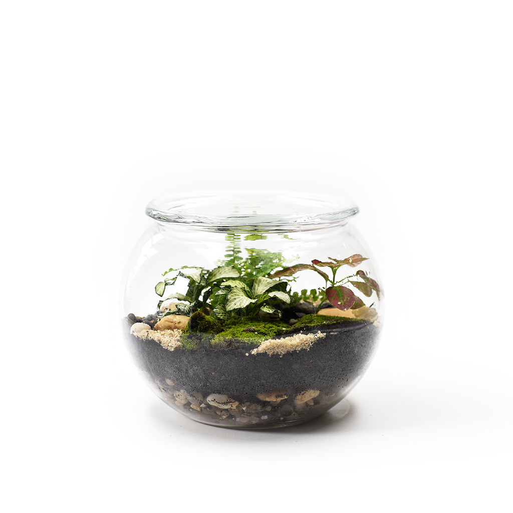 Forest Fishbowl