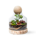 Load image into Gallery viewer, Lila&#39;s Garden - Closed Terrarium Online Sydney
