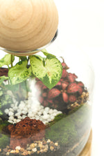 Load image into Gallery viewer, Medium Wood Ball Closed Terrarium
