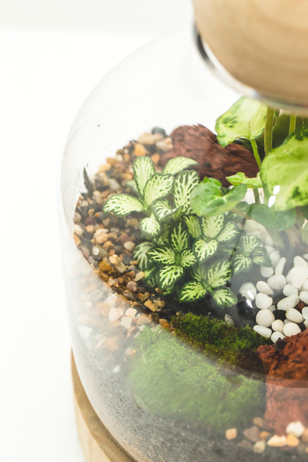 Medium Wood Ball Closed Terrarium