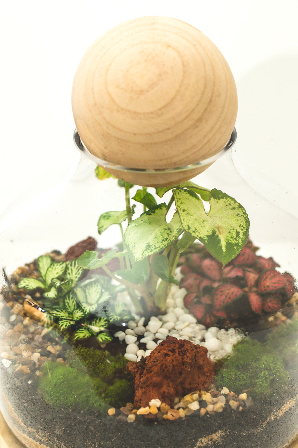 Medium Wood Ball Closed Terrarium