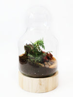 Load image into Gallery viewer, Wooden Based Medium Terrarium

