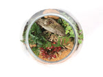Load image into Gallery viewer, Wooden Based Medium Terrarium
