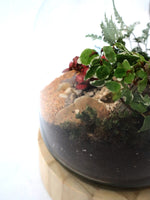 Load image into Gallery viewer, Wooden Based Medium Terrarium
